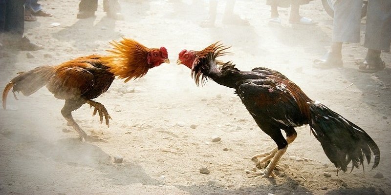 Giao diện sảnh Đá Gà đẹp mắt, cuốn hút, dễ thao tác